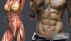 Anatomie und Training der Bauchmuskulatur